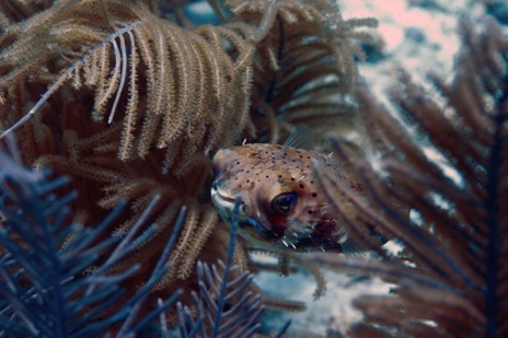 balloonfish 2 copy